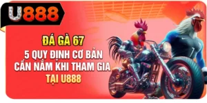 Đá Gà 67 - 5 Quy Định Cơ Bản Cần Nắm Khi Tham Gia Tại U888