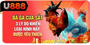 Đá Gà Cựa Sắt - 3 Lý Do Khiến Loại Hình Này Được Yêu Thích