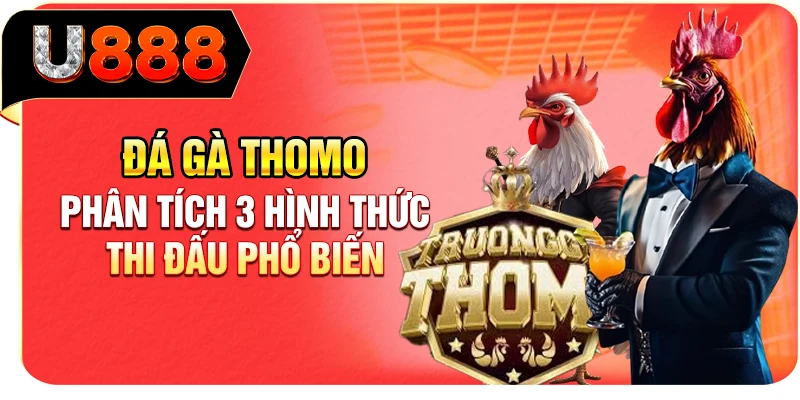 Đá Gà Thomo - Phân Tích 3 Hình Thức Thi Đấu Phổ Biến