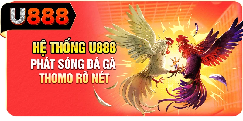 Hệ thống U888 phát sóng đá gà Thomo rõ nét